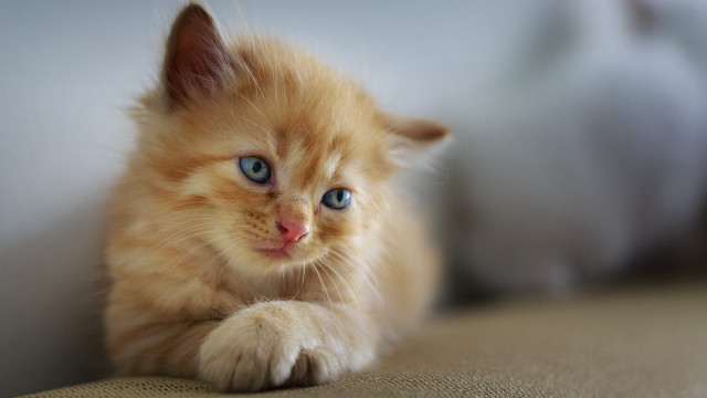 Orange kitten blue eyes couch free wallpaper for desktop - medium preview image