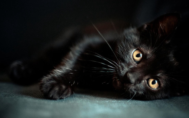 Black cat yellow eyes curious free wallpaper for desktop - medium preview image