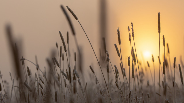Field tall grass sunset ocean free wallpaper for desktop - medium preview image