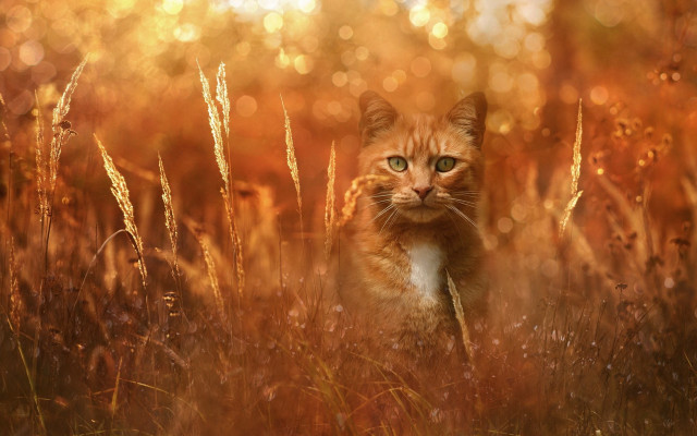 Cat field embers fire sunset free wallpaper for desktop - medium preview image