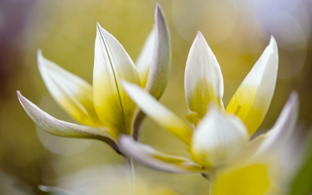 Flower bud macro naturalism blurry #2 free wallpaper for desktop - medium preview image