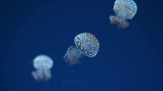 Jellyfish holography night sky moon free wallpaper for desktop - medium preview image