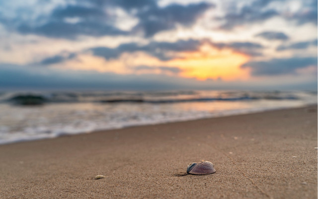 Shell beach sunset clouds ocean free wallpaper for desktop - medium preview image