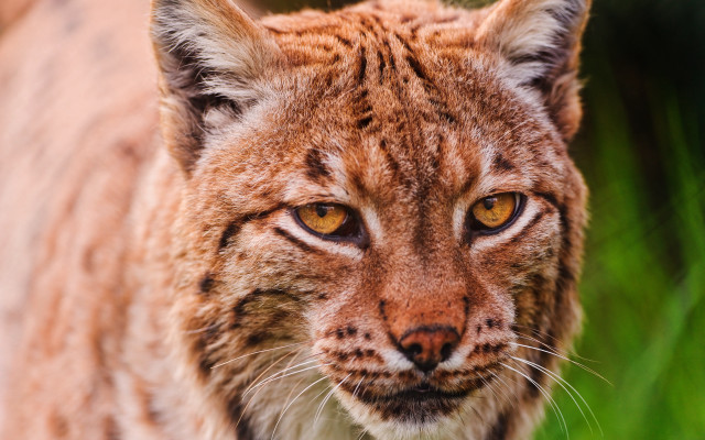 Cat closeup blurry background grass #3 free wallpaper for desktop - medium preview image