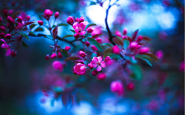 Pink branch flower blurry background free wallpaper for desktop - medium preview image