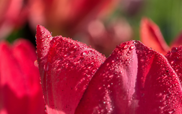 Flower water droplets green background #2 free wallpaper for desktop - medium preview image