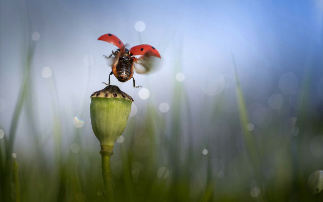 Bugs flower grass water drops free wallpaper for desktop - medium preview image