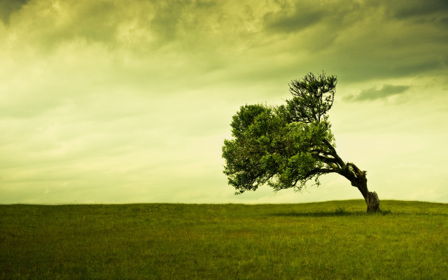 Lone tree grassy field cloudy #14 free wallpaper for desktop - medium preview image