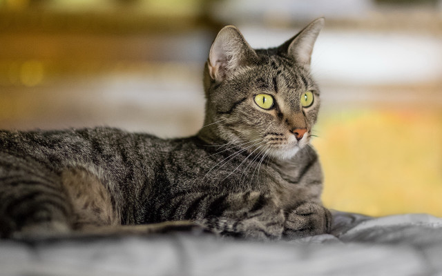 Green eyed cat laying on free wallpaper for desktop - medium preview image
