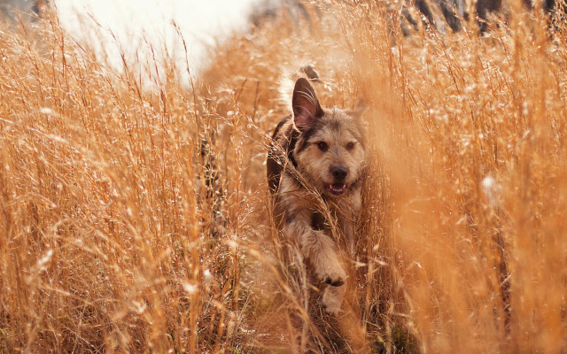 Dog running tall grass field free wallpaper for desktop - medium preview image