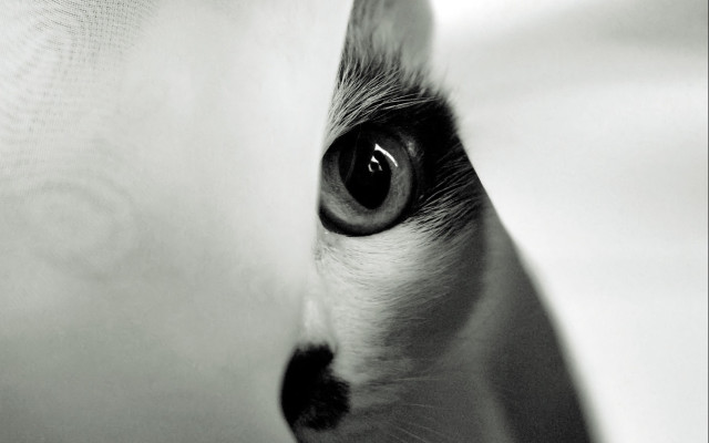 Cat eye curtain symmetry monochrome free wallpaper for desktop - medium preview image