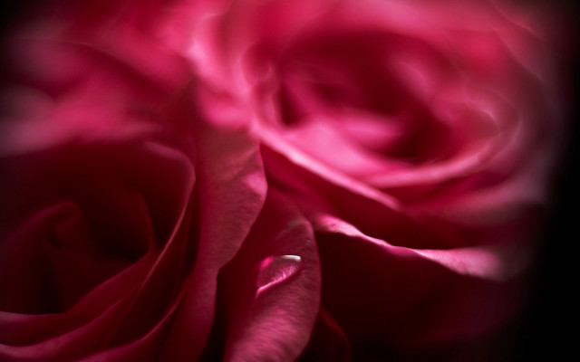Pink rose black background macro free wallpaper for desktop - medium preview image