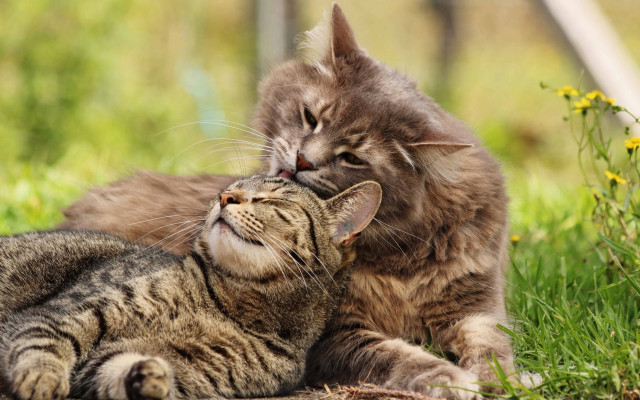 Cat licking cat outdoors grass free wallpaper for desktop - medium preview image