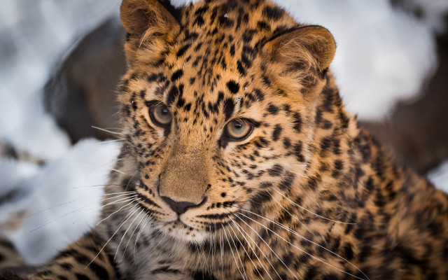 Leopard snow eye blurred animal free wallpaper for desktop - medium preview image