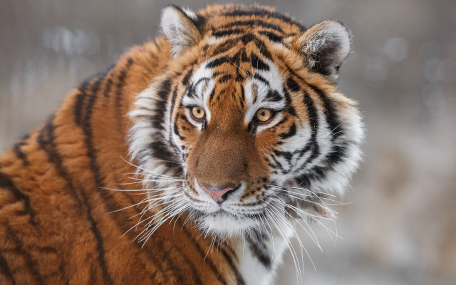 Tiger camera blurry snow grass free wallpaper for desktop - medium preview image