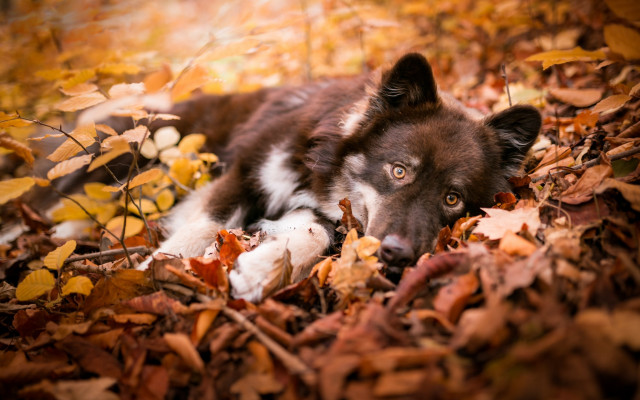 Dog leaves woods sad eyes free wallpaper for desktop - medium preview image