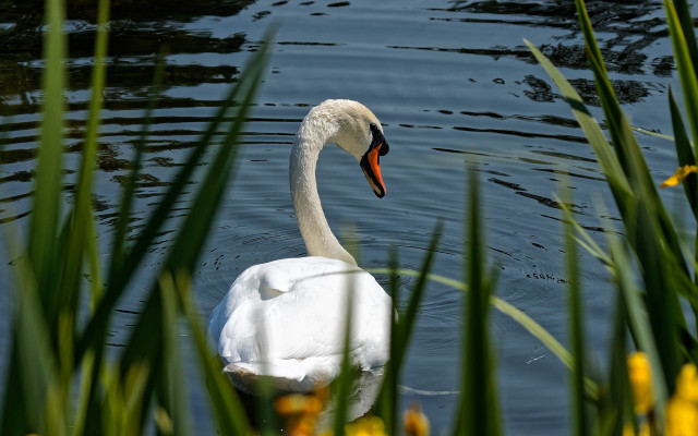 Swan pond yellowflowers greenplant bokeh free wallpaper for desktop - medium preview image