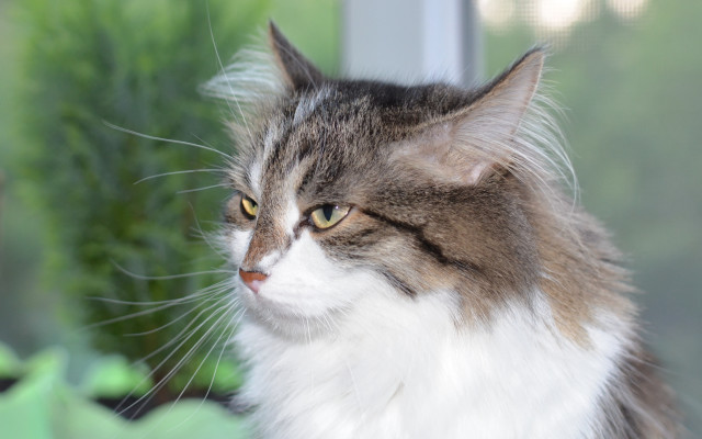 Cat window outside sill blurry free wallpaper for desktop - medium preview image