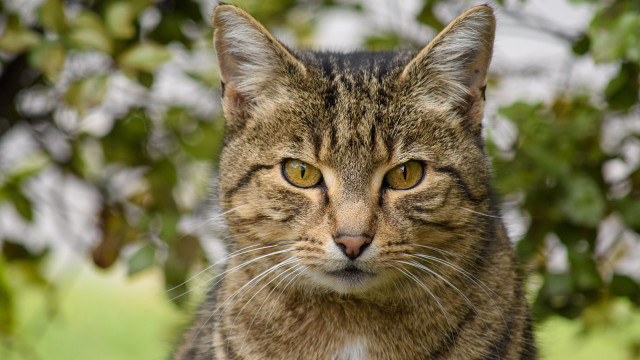 Yellow eyed cat blurry background free wallpaper for desktop - medium preview image