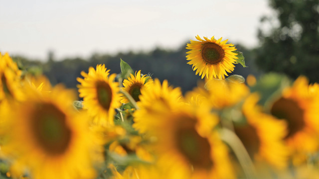 Sunflower field autumn sky clouds free wallpaper for desktop - medium preview image