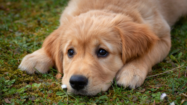 Puppy ground blurry grass dandelion free wallpaper for desktop - medium preview image