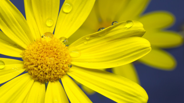 Yellow flower water droplets macro #17 free wallpaper for desktop - medium preview image