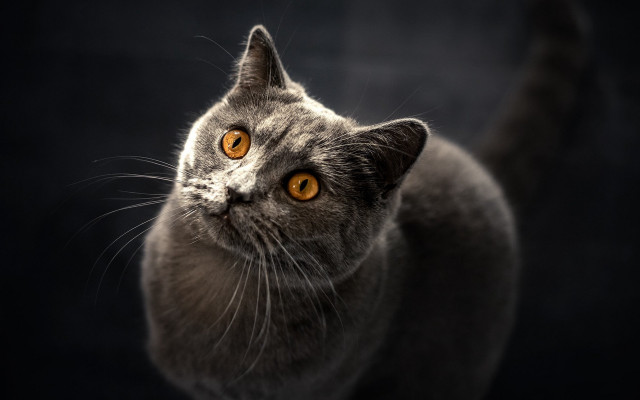 Cat yellow eyes night moon free wallpaper for desktop - medium preview image