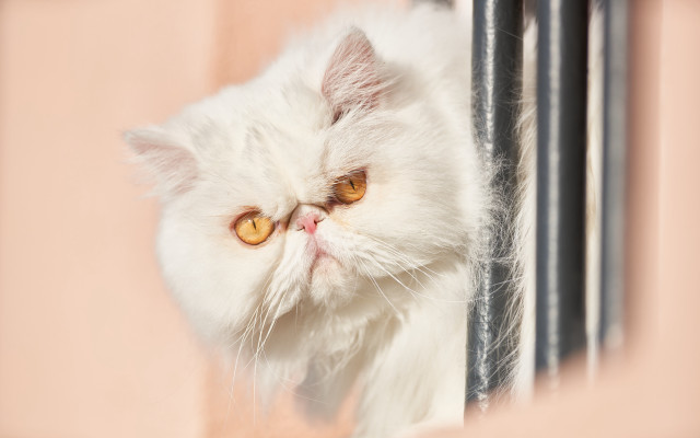 White cat window sad pink free wallpaper for desktop - medium preview image