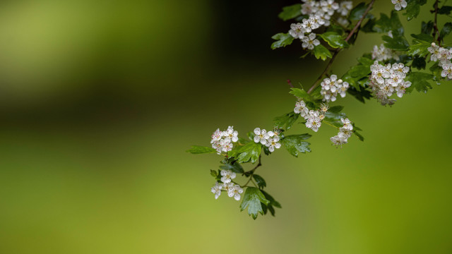 Branch white flowers green leaves #9 free wallpaper for desktop - medium preview image