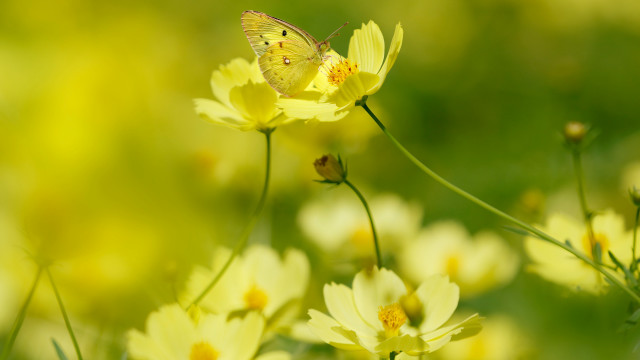 Yellow butterfly yellow flower field #2 free wallpaper for desktop - medium preview image