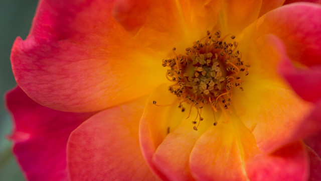 Pink yellow flower green yellow free wallpaper for desktop - medium preview image