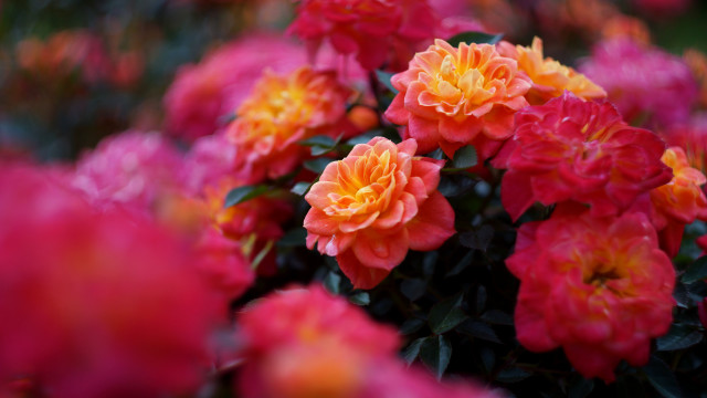 Flowers vase table room colorful free wallpaper for desktop - medium preview image