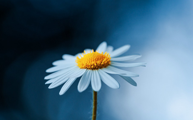 White daisy yellow center blue free wallpaper for desktop - medium preview image