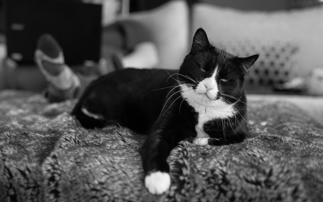 Black white cat bed flowers free wallpaper for desktop - medium preview image