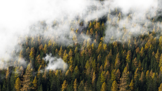 Forest steam trees plane autumn free wallpaper for desktop - medium preview image