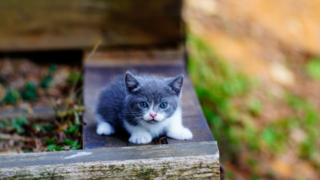 Kitten bench outside blurry blueeyes free wallpaper for desktop - medium preview image