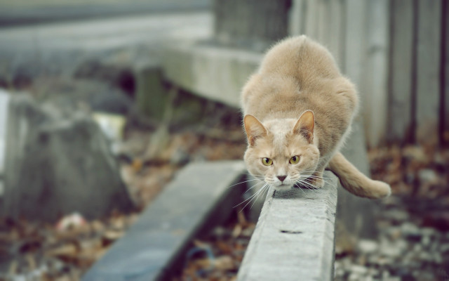 Cat fall leaves wooden rail free wallpaper for desktop - medium preview image