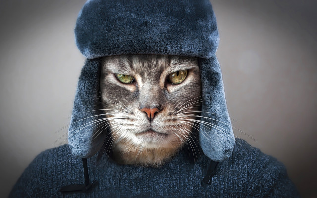 Cat blue hat coat portrait free wallpaper for desktop - medium preview image