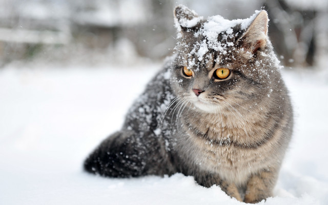 Cat snow curious impressionism animal free wallpaper for desktop - medium preview image