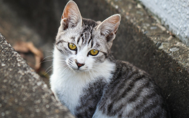 Sad cat on rock wall free wallpaper for desktop - medium preview image
