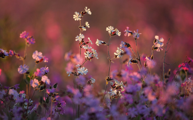 Purple flower field blurry pink free wallpaper for desktop - medium preview image