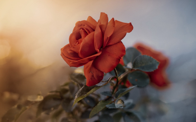 Red rose blurry background depth free wallpaper for desktop - medium preview image