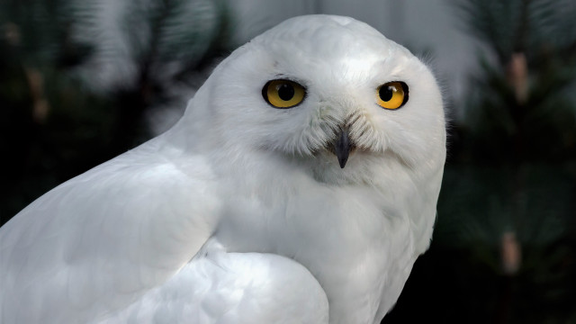 White owl yellow eyes nature free wallpaper for desktop - medium preview image
