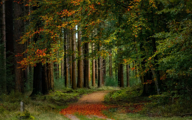 Dirt road forest autumn leaves free wallpaper for desktop - medium preview image