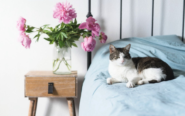 Cat bed vase flowers nightstand free wallpaper for desktop - medium preview image
