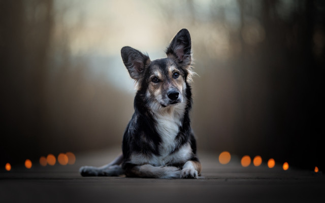 Dog candle background portrait animal free wallpaper for desktop - medium preview image