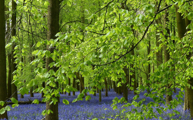 Bluebells forest trees green leaves free wallpaper for desktop - medium preview image