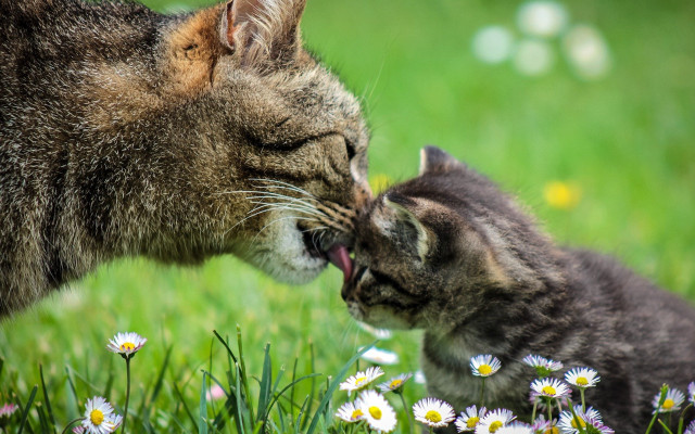Cat licking kitten daisies nature free wallpaper for desktop - medium preview image