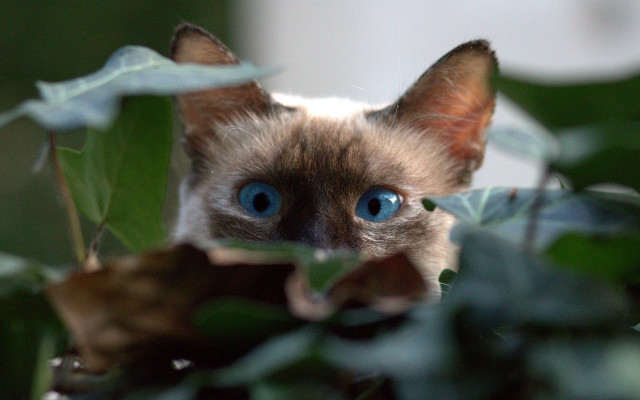Blue eyes cat peeking leafy free wallpaper for desktop - medium preview image