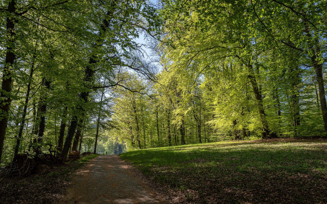 Dirt road forest trees bench free wallpaper for desktop - medium preview image